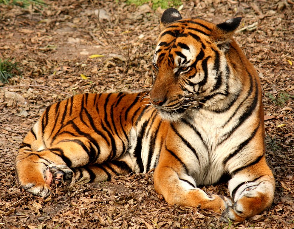 South China tiger.