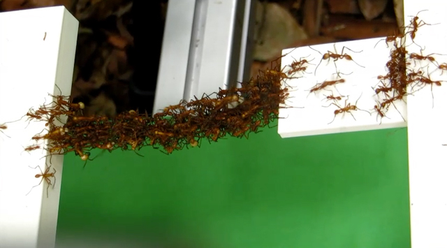 Living ant bridge.