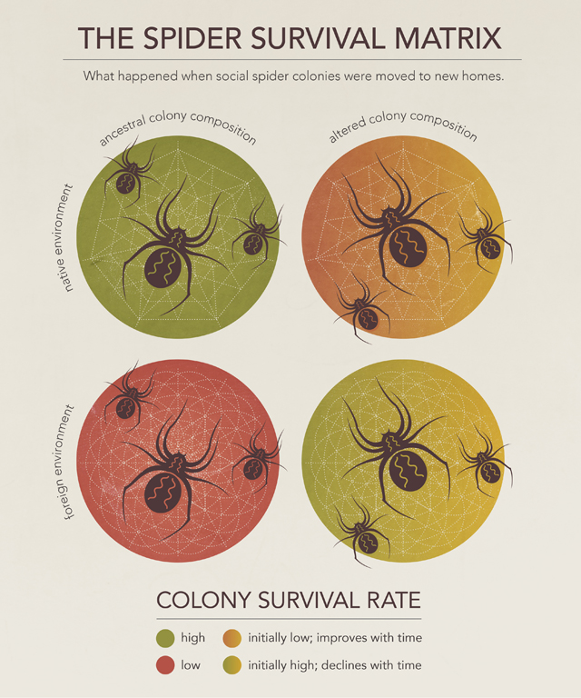 The Spider Survival Matrix