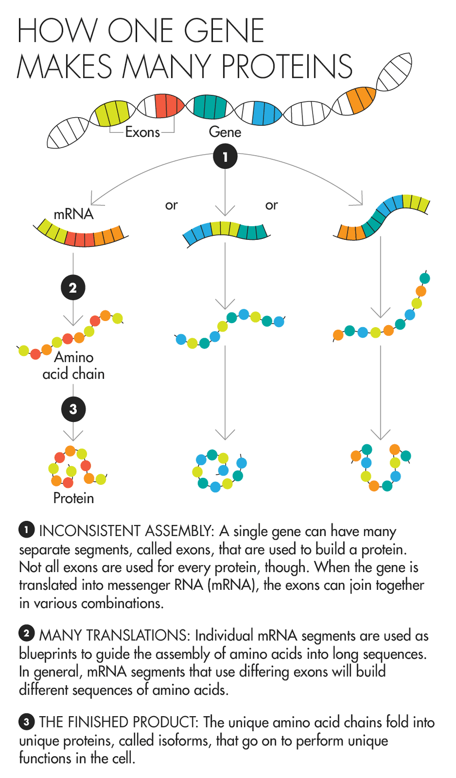 How One Gene Makes Many Proteins 1. INCONSISTENT ASSEMBLY A single gene can have many separate segments, called exons, that are used to build a protein. Not all exons are used for every protein, though. When the gene is translated into messenger RNA (mRNA), the exons can join together in various combinations. 2. MANY TRANSLATIONS Individual mRNA segments are used as blueprints to guide the assembly of amino acids into long sequences. In general, mRNA segments that use differing exons will build different sequences of amino acids. 3. THE FINISHED PRODUCT The unique amino acid chains fold into unique proteins, called isoforms, that go on to perform unique functions in the cell.