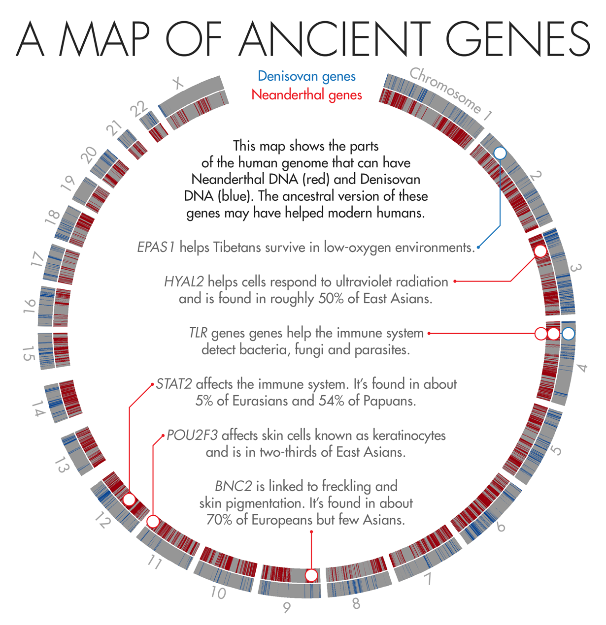 A Map of Ancient Genes This map shows the parts of the human genome that can have Neanderthal DNA (red) and Denisovan DNA (blue). The ancestral version of these genes may have helped modern humans. HYAL2 helps cells respond to ultraviolet radiation and is found in roughly 50% of East Asians. EPAS1 helps Tibetans survive in low-oxygen environments. TLR genes help the immune system detect bacteria, fungi and parasites. STAT2 affects the immune system. It’s found in about 5% of Eurasians and 54% of Papuans. POU2F3 affects skin cells known as keratinocytes and is in two-thirds of East Asians. BNC2 is linked to freckling and skin pigmentation. It’s found in about 70% of Europeans but few Asians.