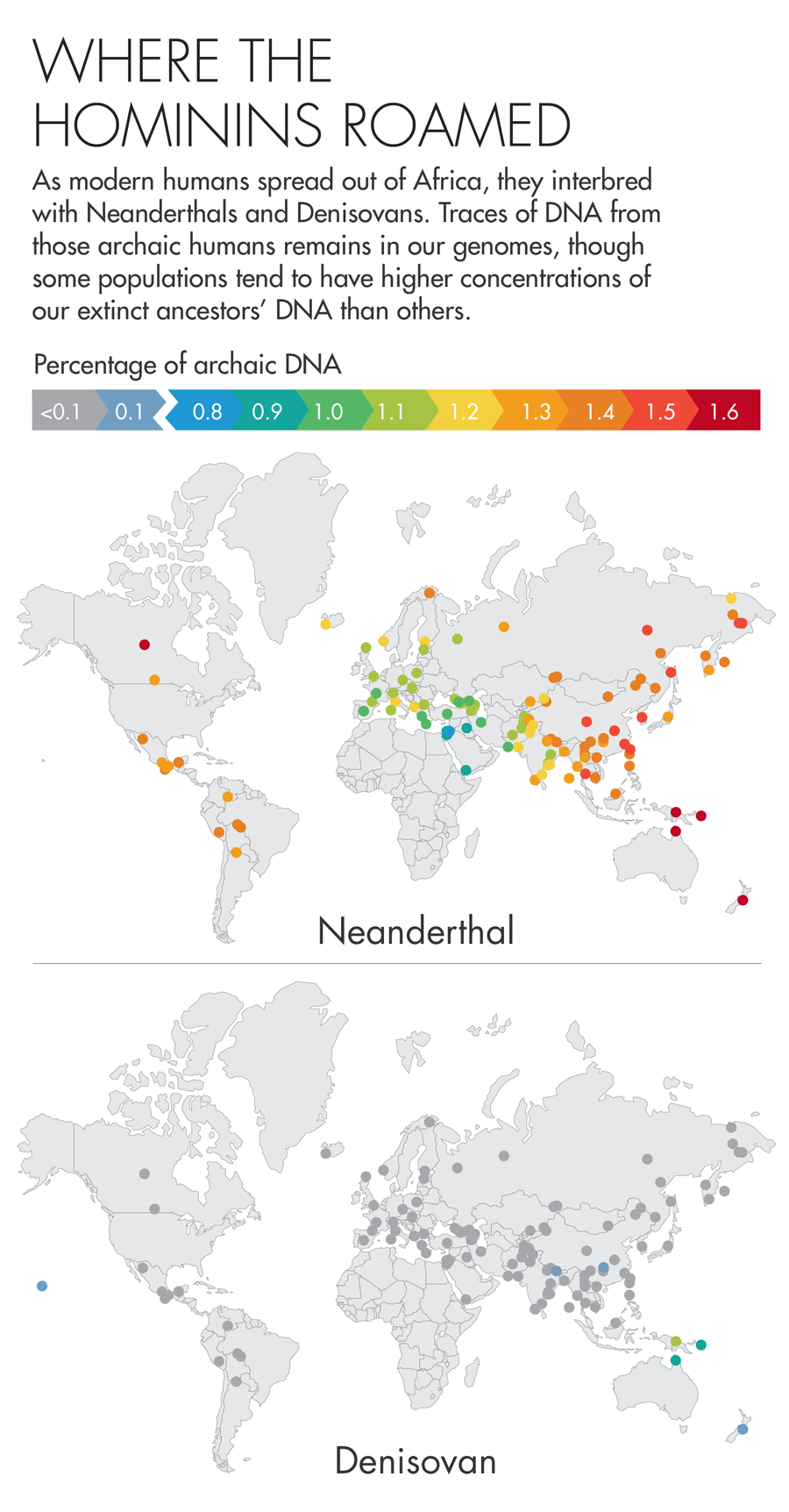 As modern humans spread out of Africa, they interbred with Neanderthals and Denisovans. Traces of DNA from those archaic humans remains in our genomes, though some populations tend to have higher concentrations of our extinct ancestors’ DNA than others.