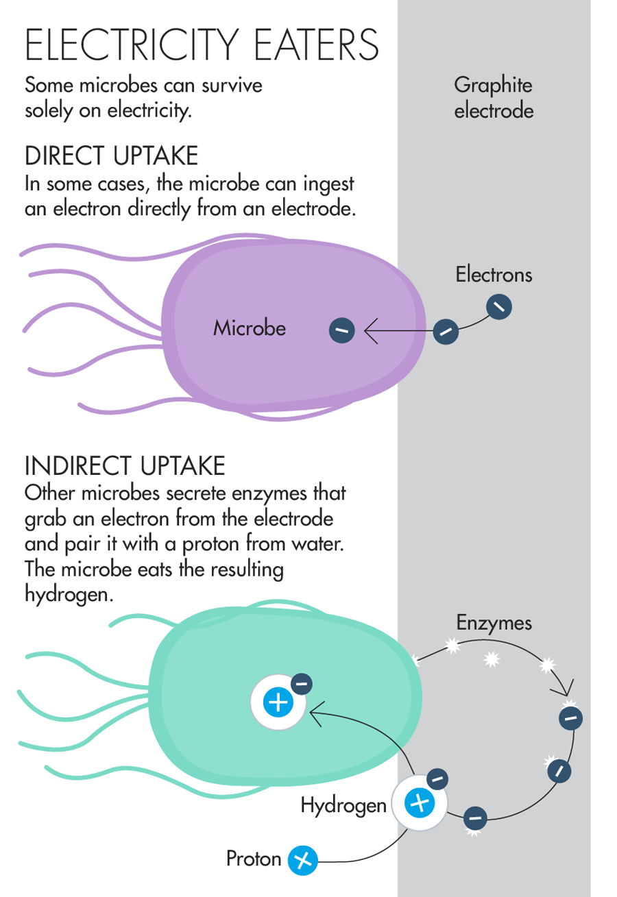 Electricity Eaters Some microbes can survive solely on electricity. Direct Uptake In some cases, the microbe can ingest an electron directly from an electrode. Indirect Uptake Other microbes secrete enzymes that grab an electron from the electrode and pair it with a proton from water. The microbe eats the resulting hydrogen.