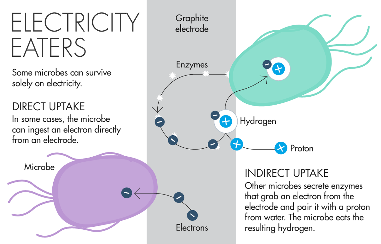 Electricity Eaters Some microbes can survive solely on electricity. Direct Uptake In some cases, the microbe can ingest an electron directly from an electrode. Indirect Uptake Other microbes secrete enzymes that grab an electron from the electrode and pair it with a proton from water. The microbe eats the resulting hydrogen.