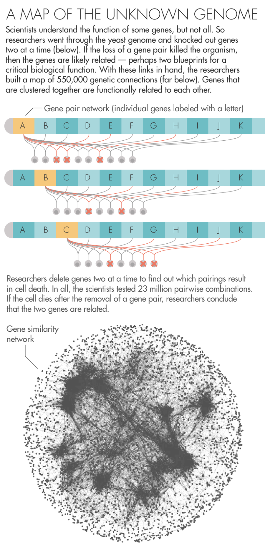 Scientists understand the function of some genes, but not all. So researchers went through the yeast genome and knocked out genes two at a time (below). If the loss of a gene pair killed the organism, then the genes are likely related — perhaps two blueprints for a critical biological function. With these links in hand, the researchers built a map of 550,000 genetic connections (far below).