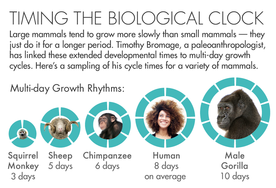 Timing the Biological Clock: graphic