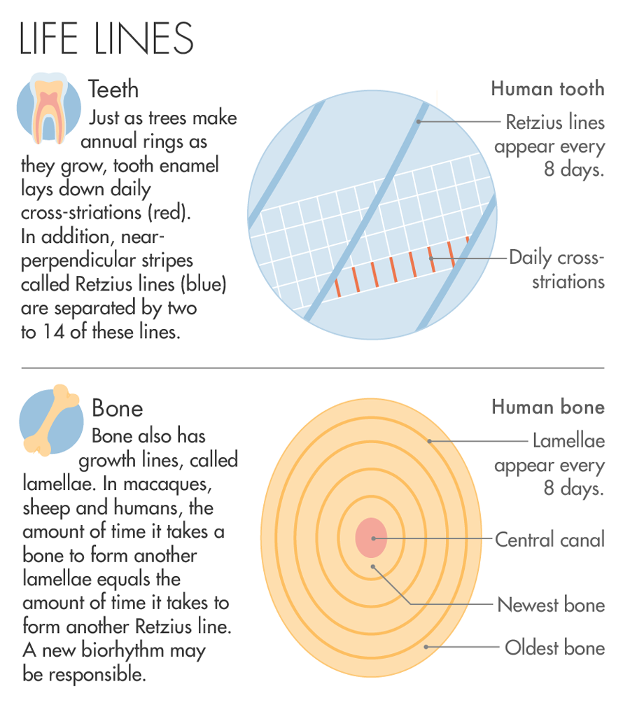 Graphic: Life Lines