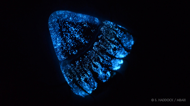 The helmet jellyfish (Periphylla periphylla) uses bioluminescence for defense.