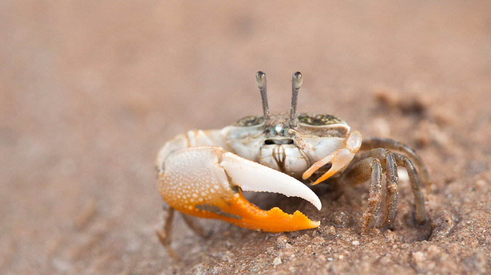 Uca vocans - fiddler crab