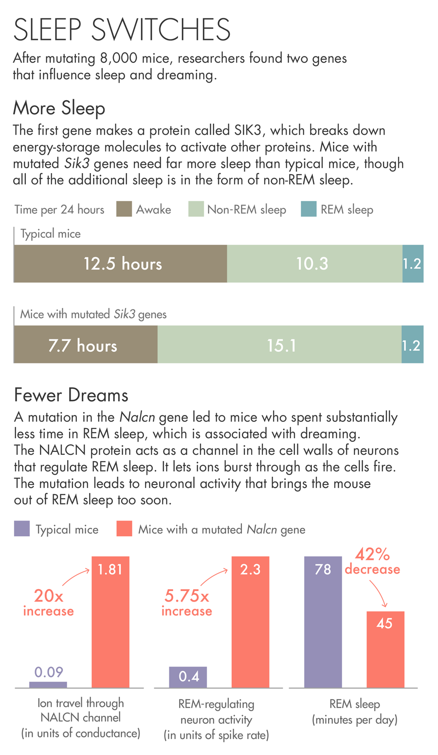 Sleep data display showing two mutations. One mutation causes an increased need for sleep when compared to typical mice. A second mutation shows a decrease in REM sleep when compared to typical mice.