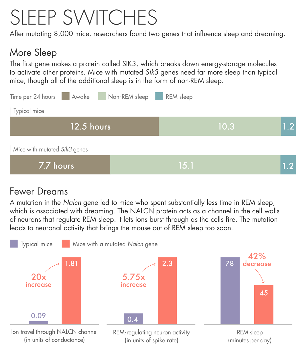 Sleep data display showing two mutations. One mutation causes an increased need for sleep when compared to typical mice. A second mutation shows a decrease in REM sleep when compared to typical mice.