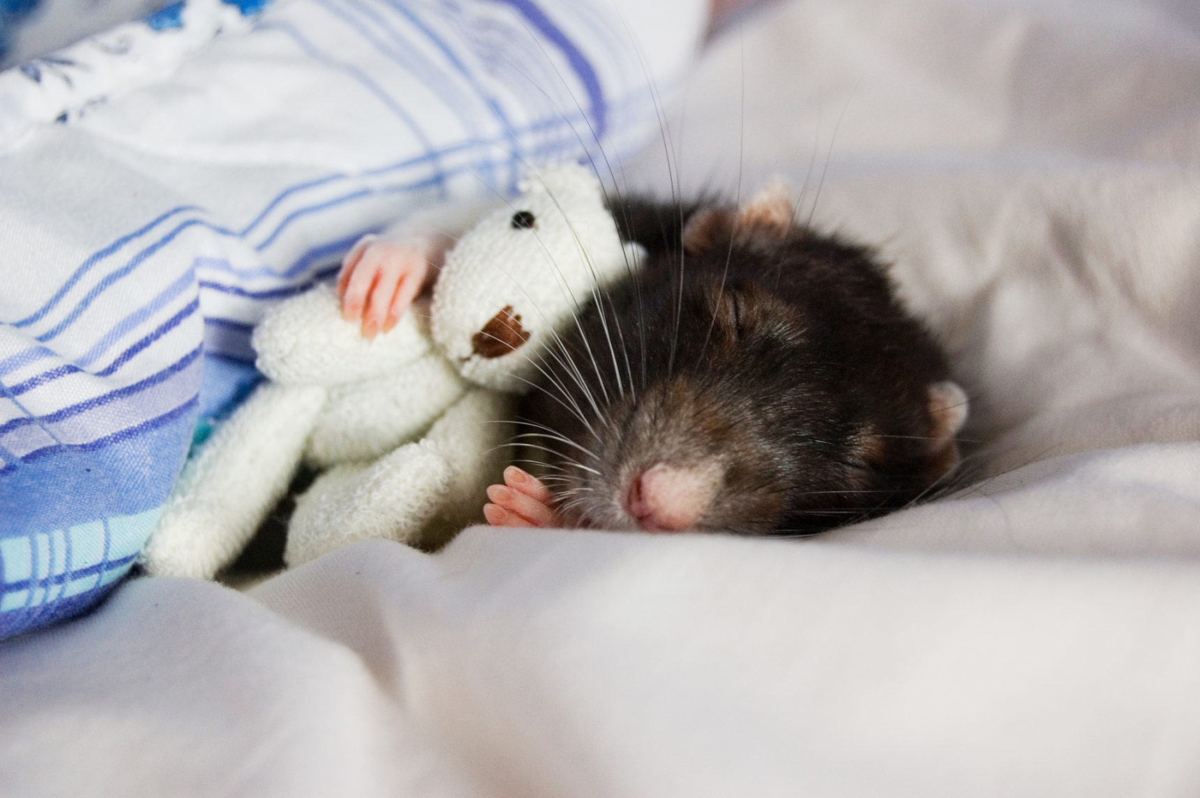 Photo of a sleeping rat with a teddy bear