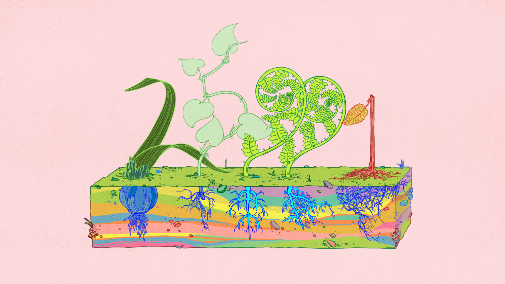 Colorful illustration of 5 plants with their roots exposed. Each plant forms the shape of a number,