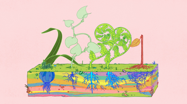 Colorful illustration of 5 plants with their roots exposed. Each plant forms the shape of a number,