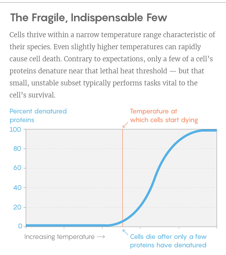 Cells thrive within a narrow temperature range characteristic of their species. Even slightly higher temperatures can rapidly cause cell death. Contrary to expectations, only a few of a cell’s proteins denature near that lethal heat threshold — but that small, unstable subset typically performs tasks vital to the cell’s survival.