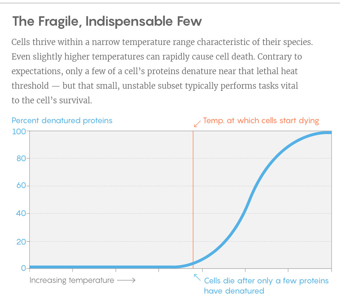 Cells thrive within a narrow temperature range characteristic of their species. Even slightly higher temperatures can rapidly cause cell death. Contrary to expectations, only a few of a cell’s proteins denature near that lethal heat threshold — but that small, unstable subset typically performs tasks vital to the cell’s survival.