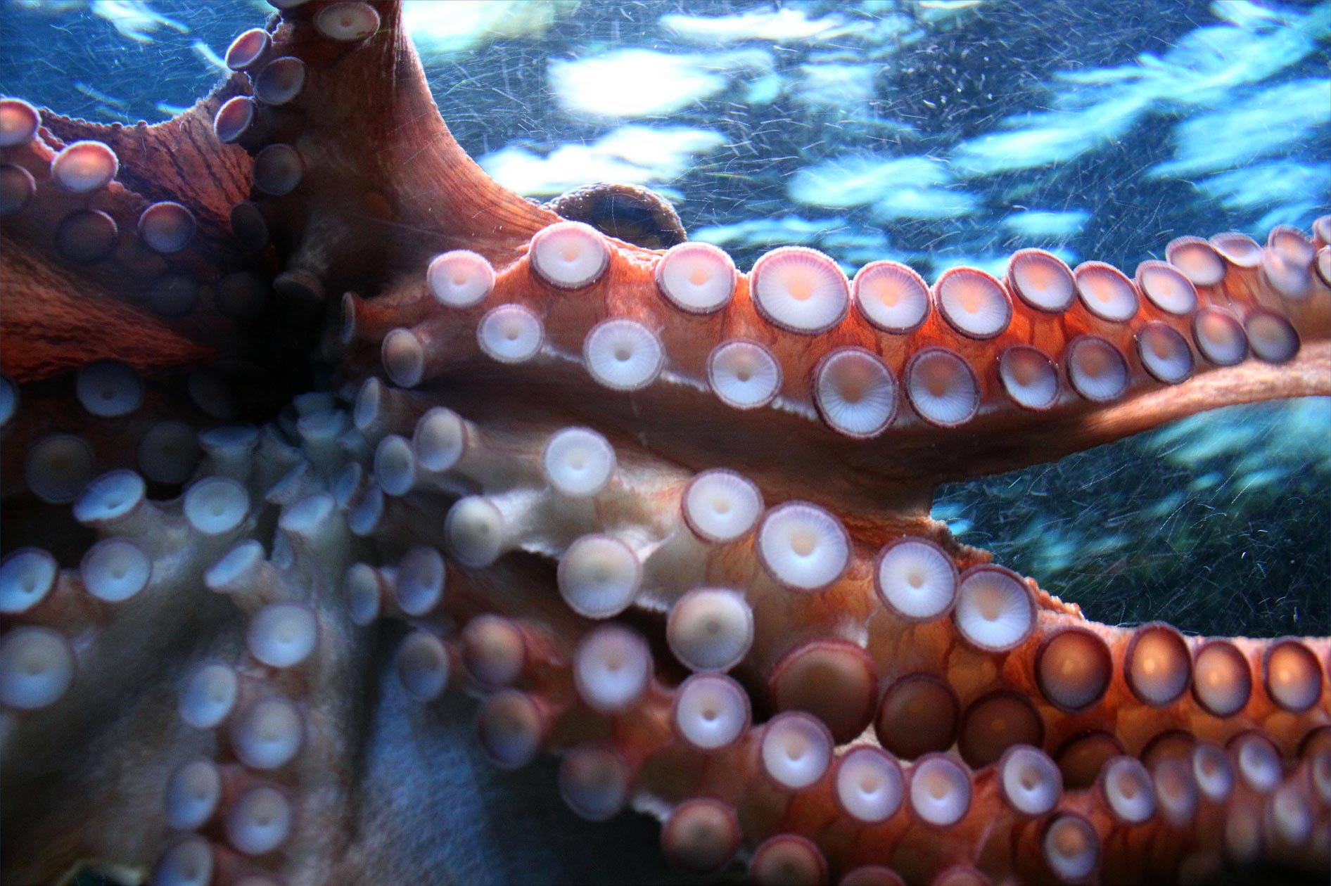 Octopus movements are too complex to be centrally coordinated.