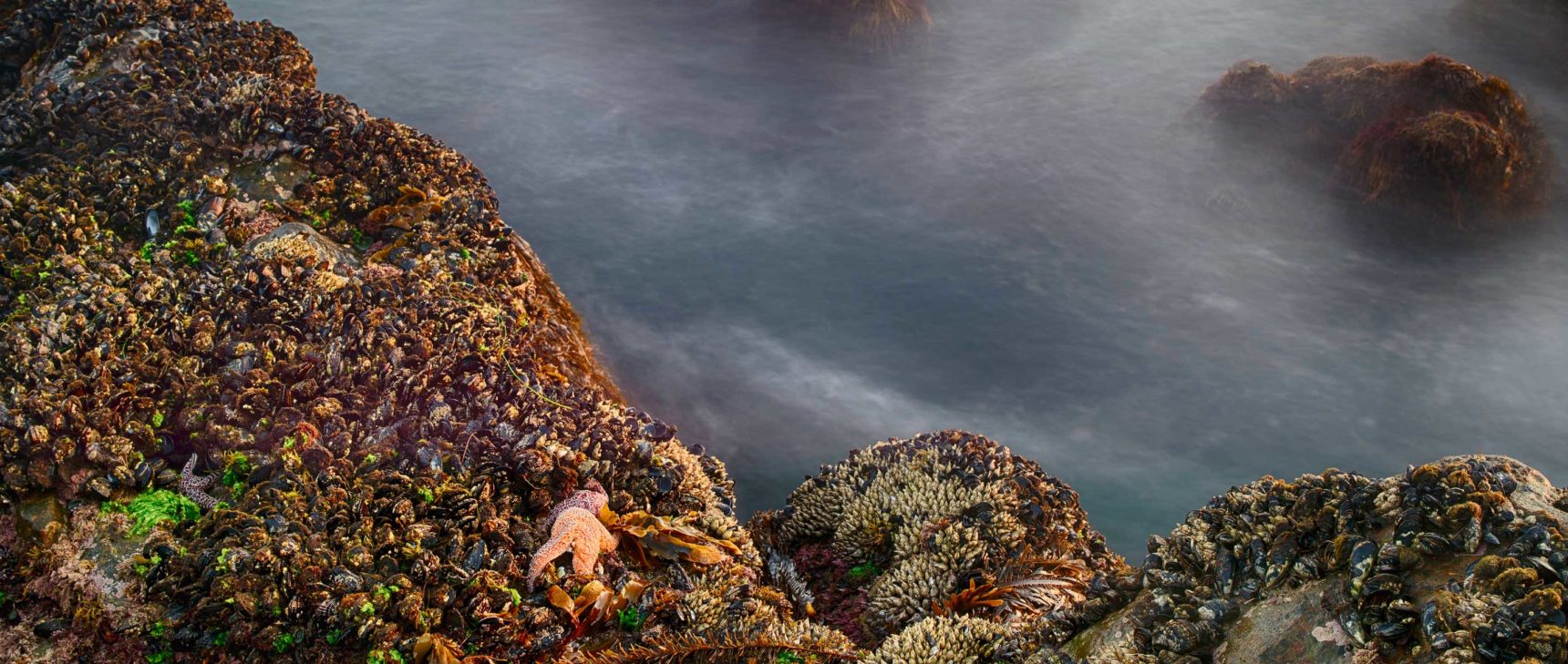 Tidal pool with ocean life