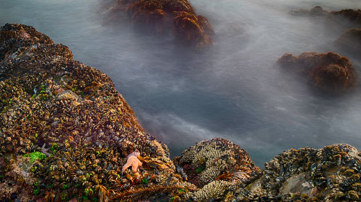 Tidal pool with ocean life