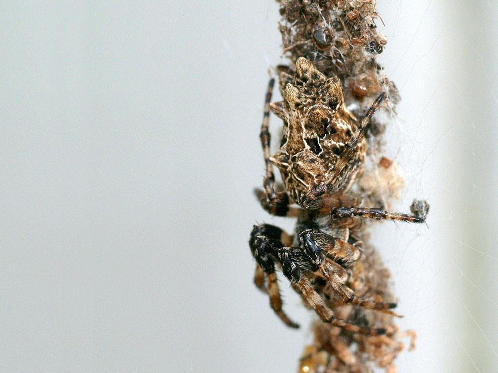 An orb spider waits on a column made of the gutted corpses of long-ago prey.