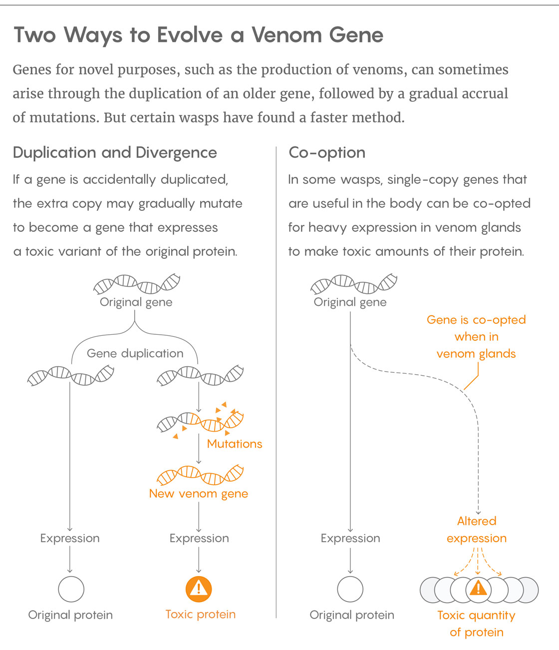 Two ways to evolve a venom gene: Duplication and divergence and co-option