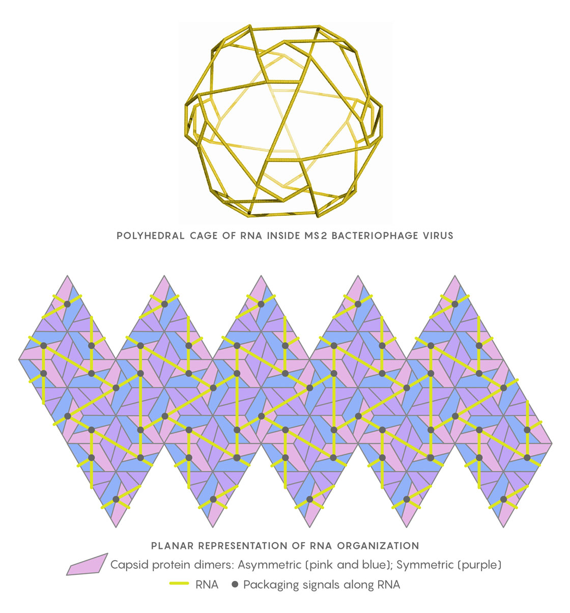 Graphic of RNA and planar capsid