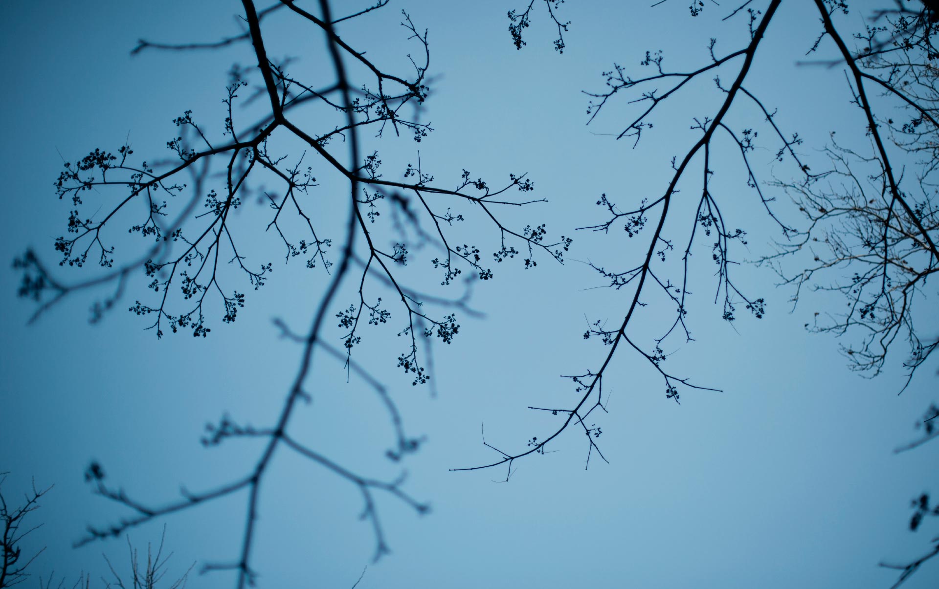 Tree branches in Washington Square Park