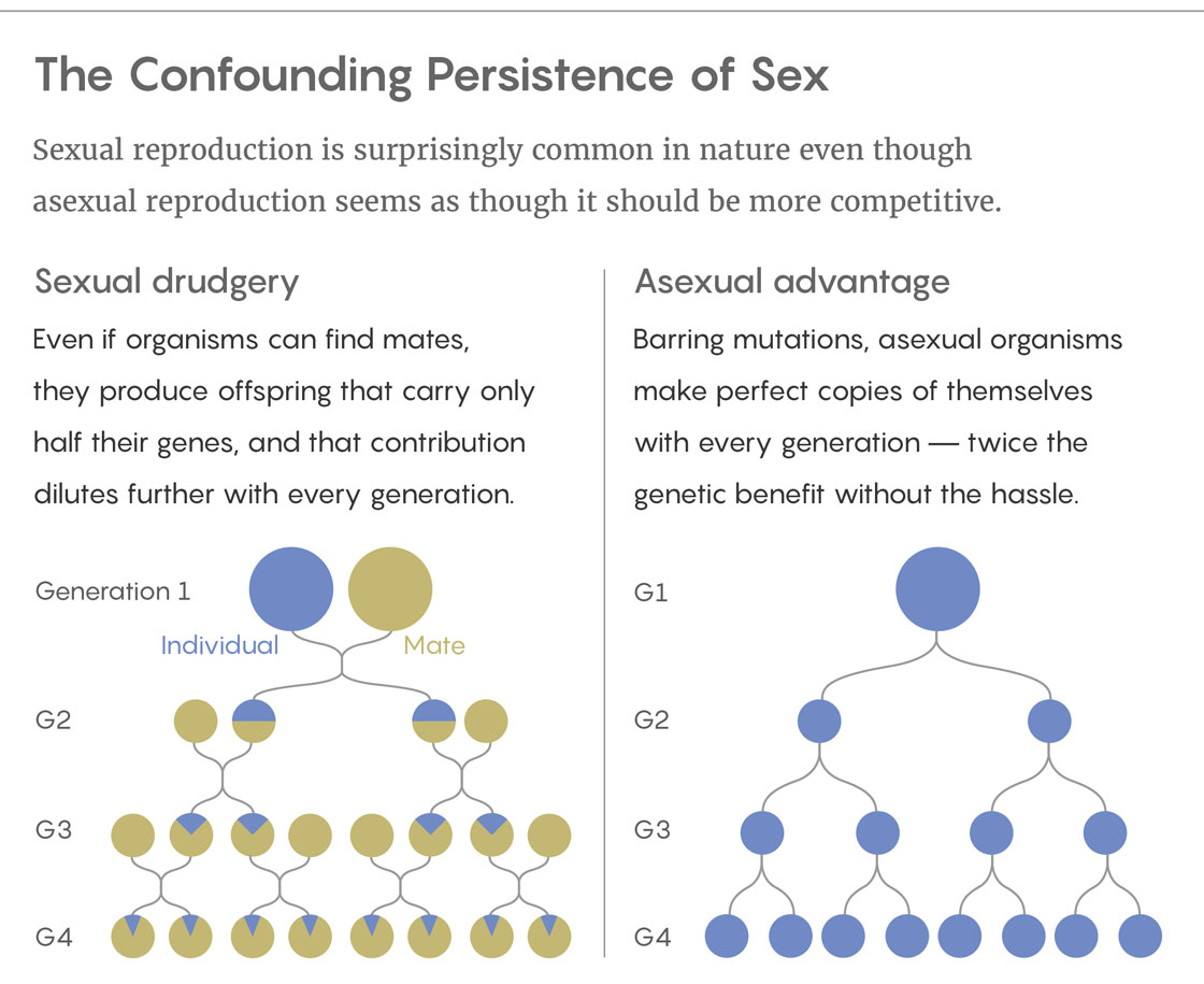 The Confound Persistence of Sex