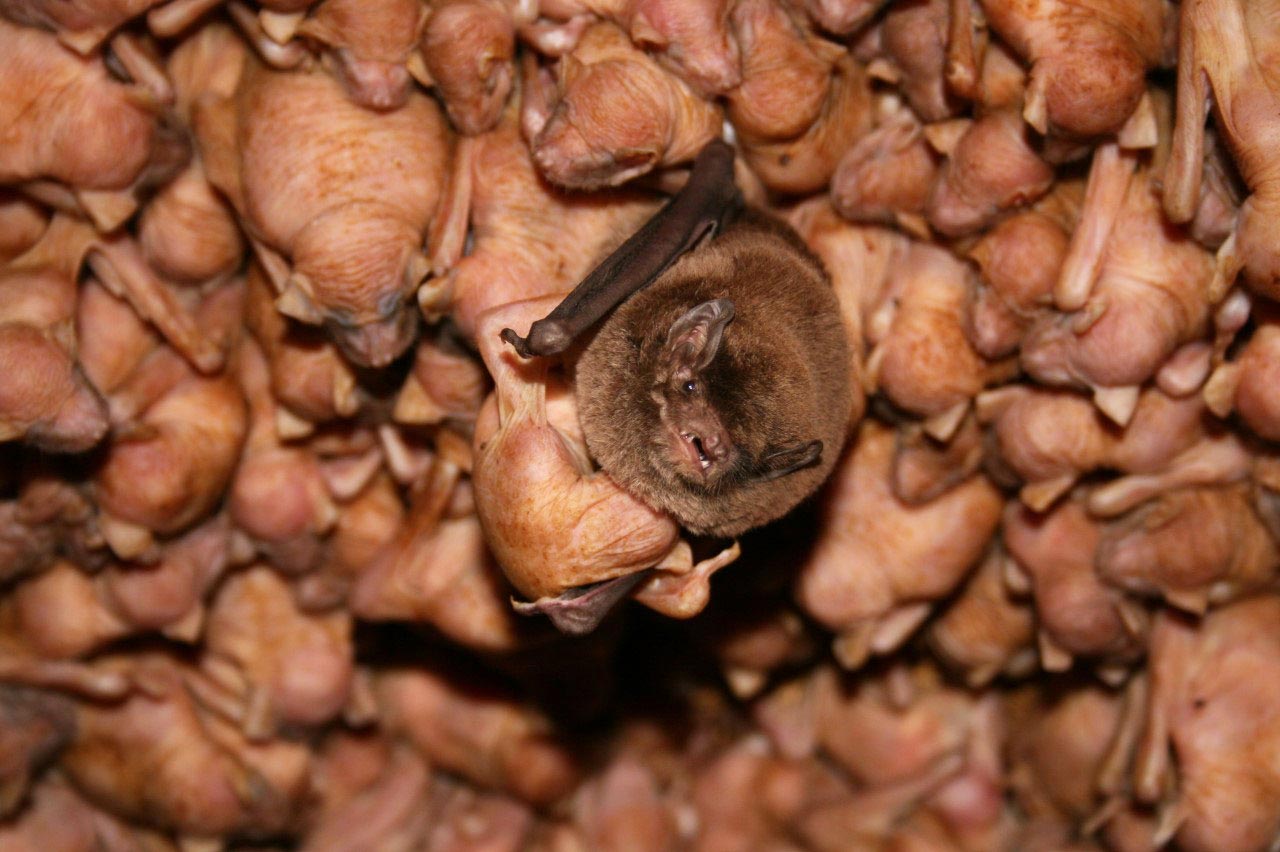 Bent-wing bats