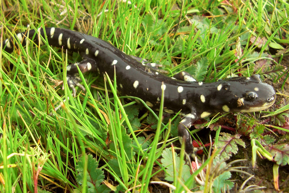 California tiger salamander