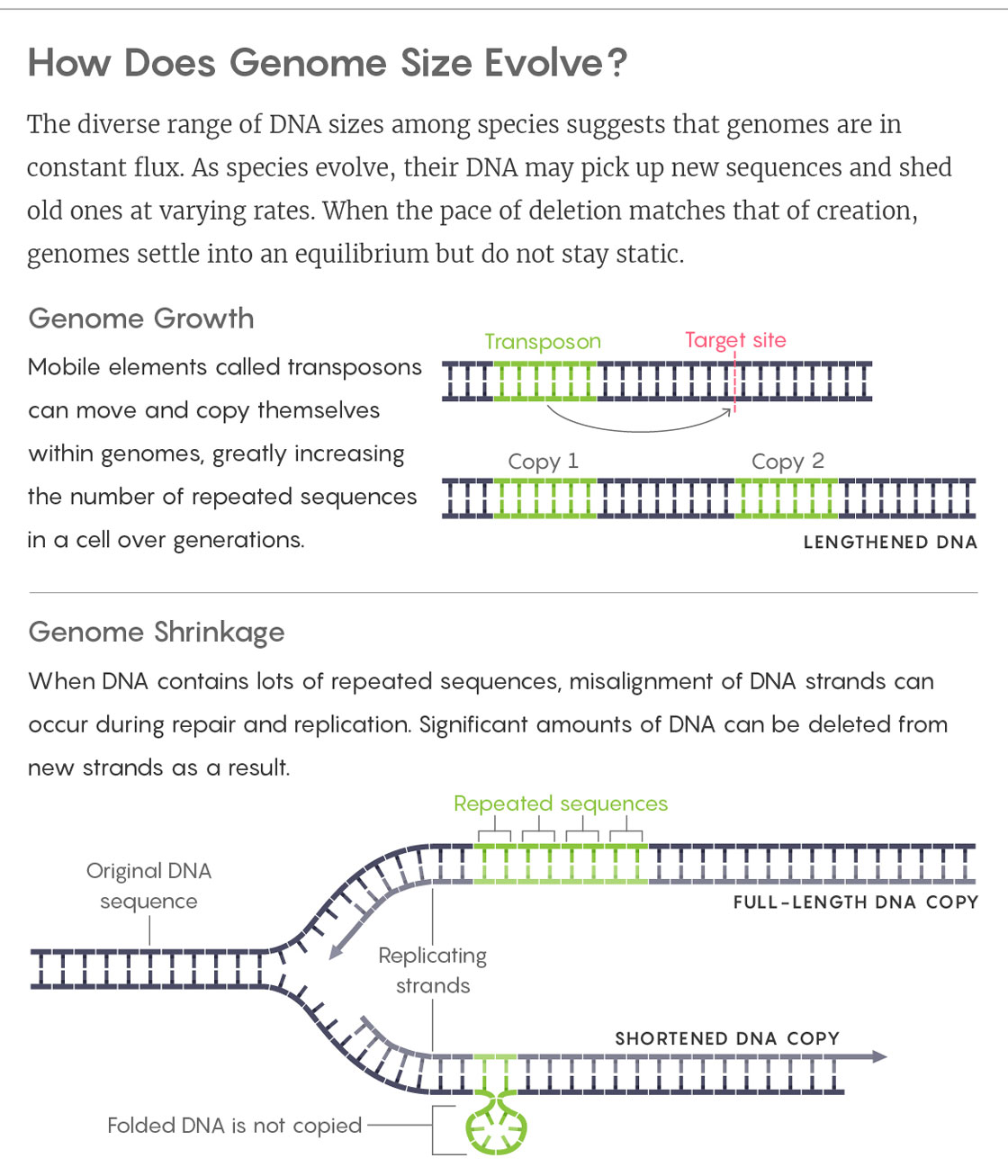 GRAPHIC: HOW DOES GENOME SIZE EVOLVE?