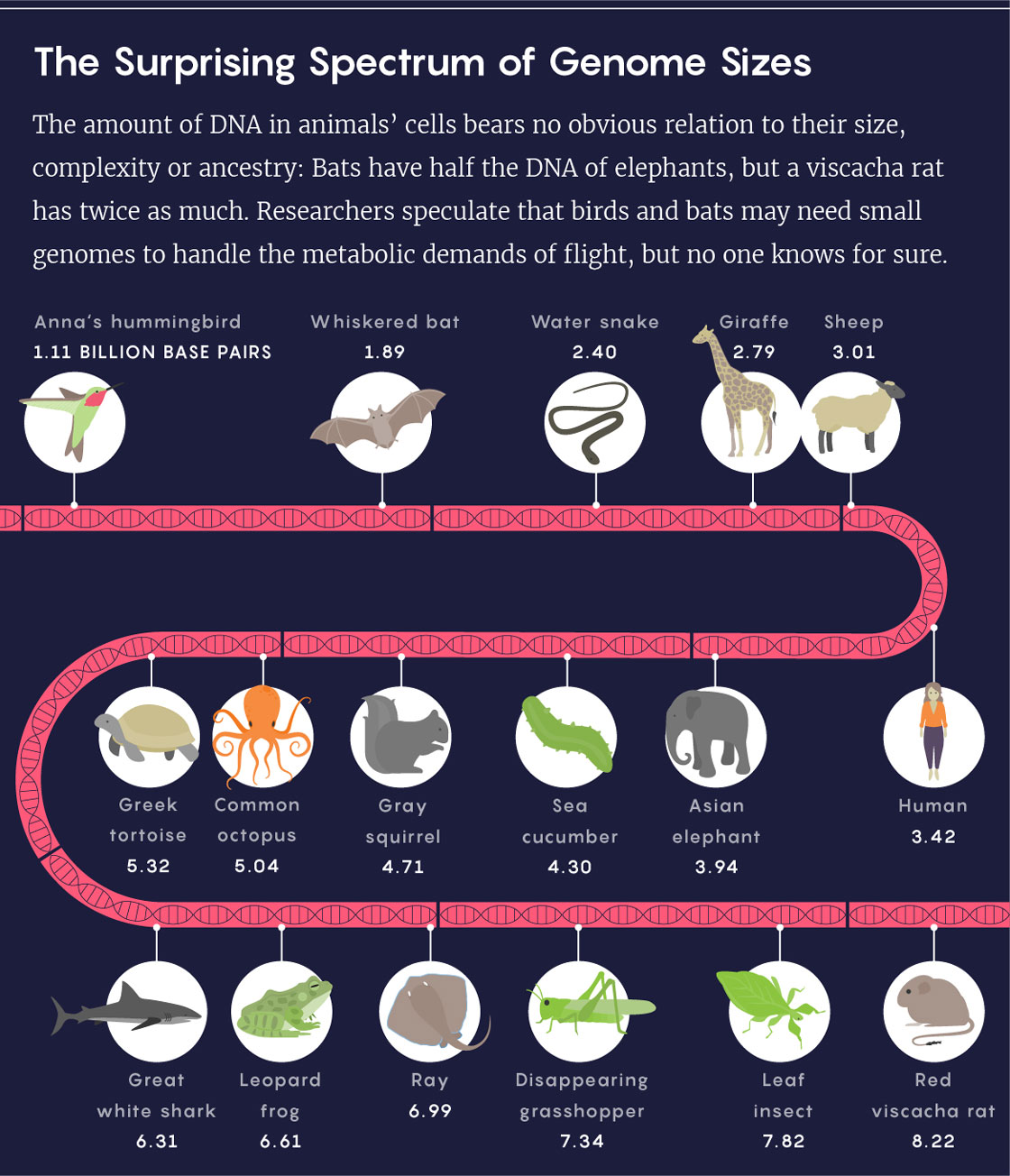 GRAPHIC: THE SURPRISING SPECTRUM OF GENOME SIZES