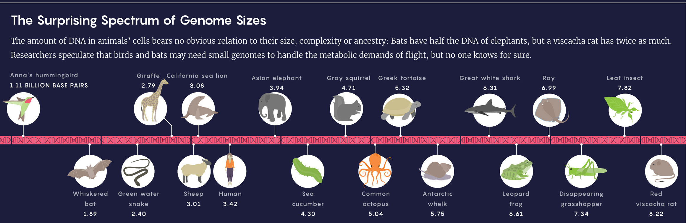 GRAPHIC: THE SURPRISING SPECTRUM OF GENOME SIZES