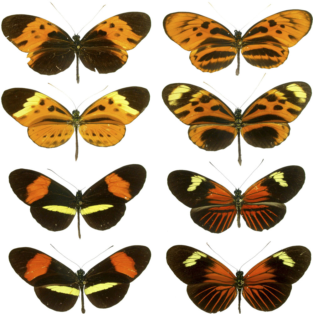 Heliconius butterflies