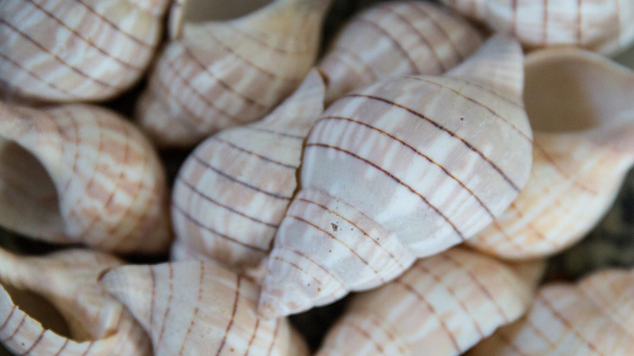 shells