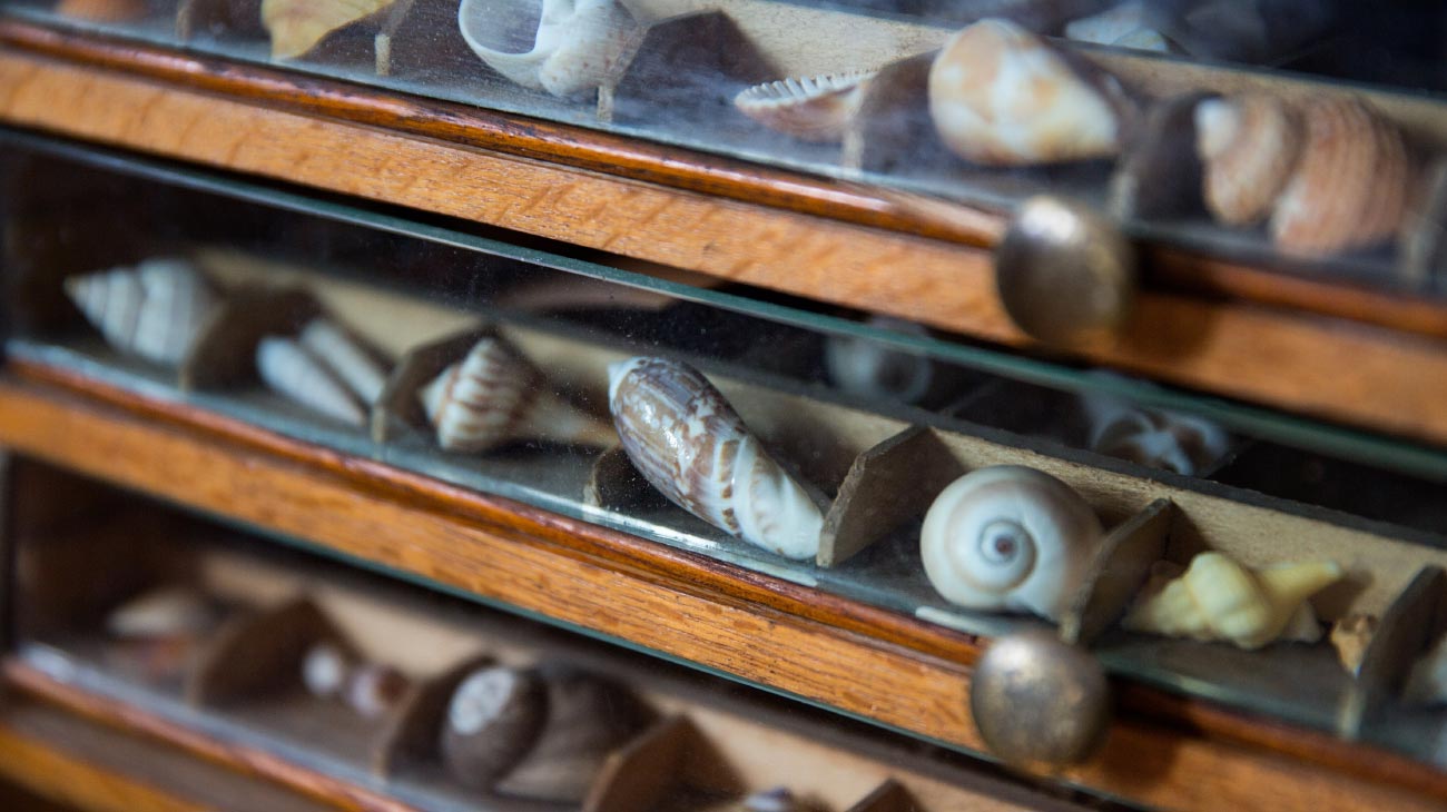 Shells in cabinet