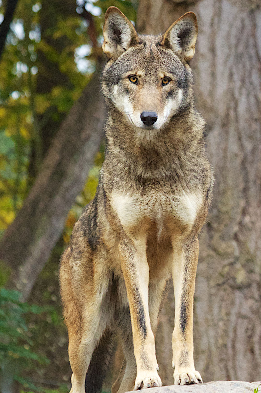 Red wolf