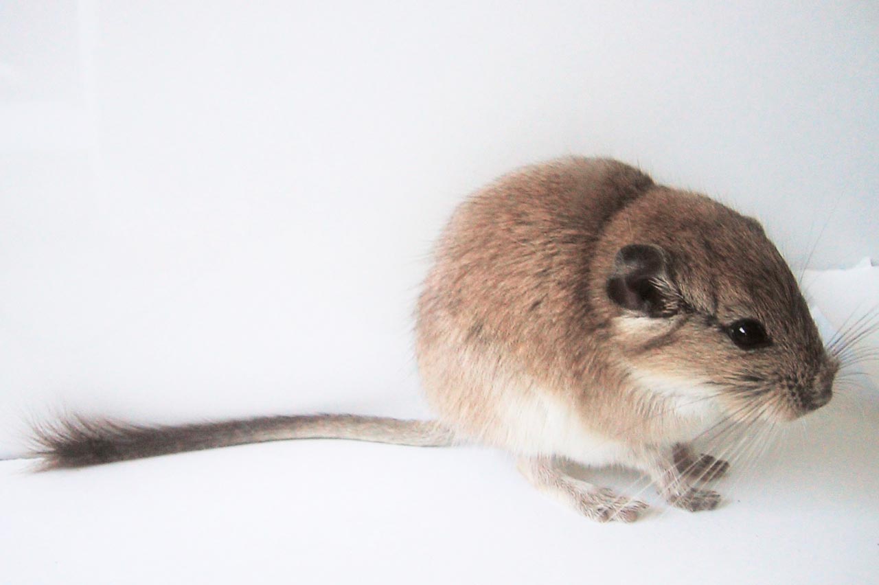 Viscacha rat