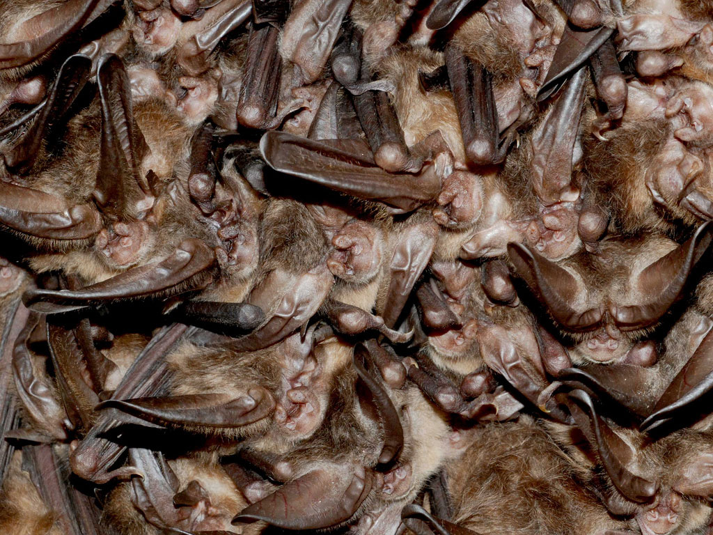 Bats