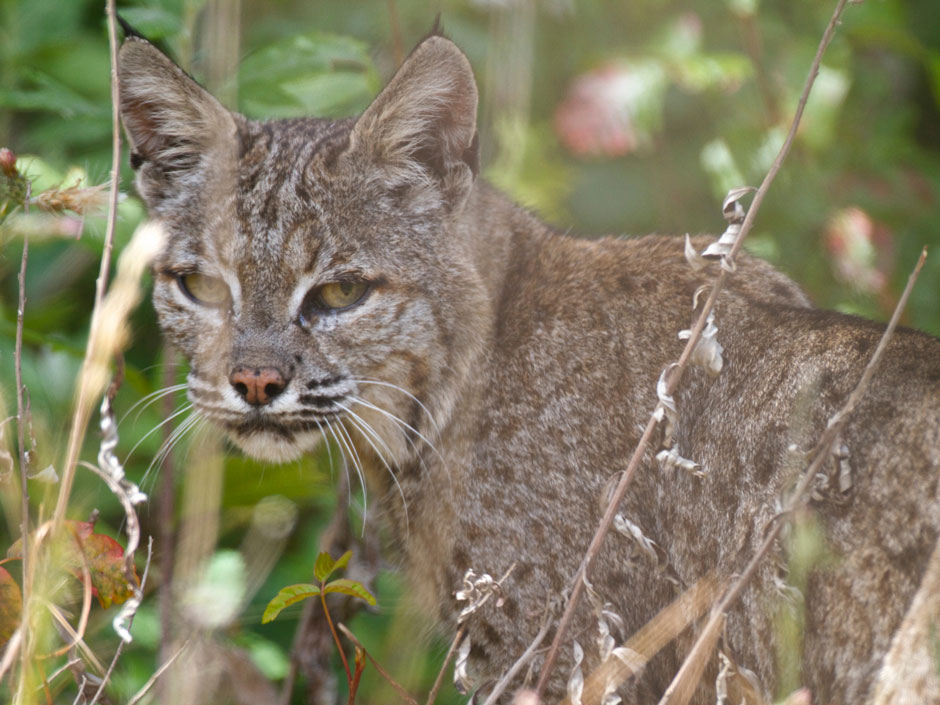 Mountain lion and California bob cat