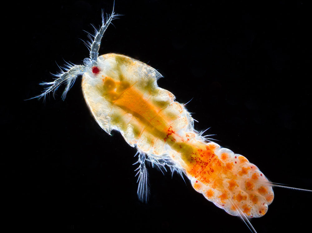 Copepod