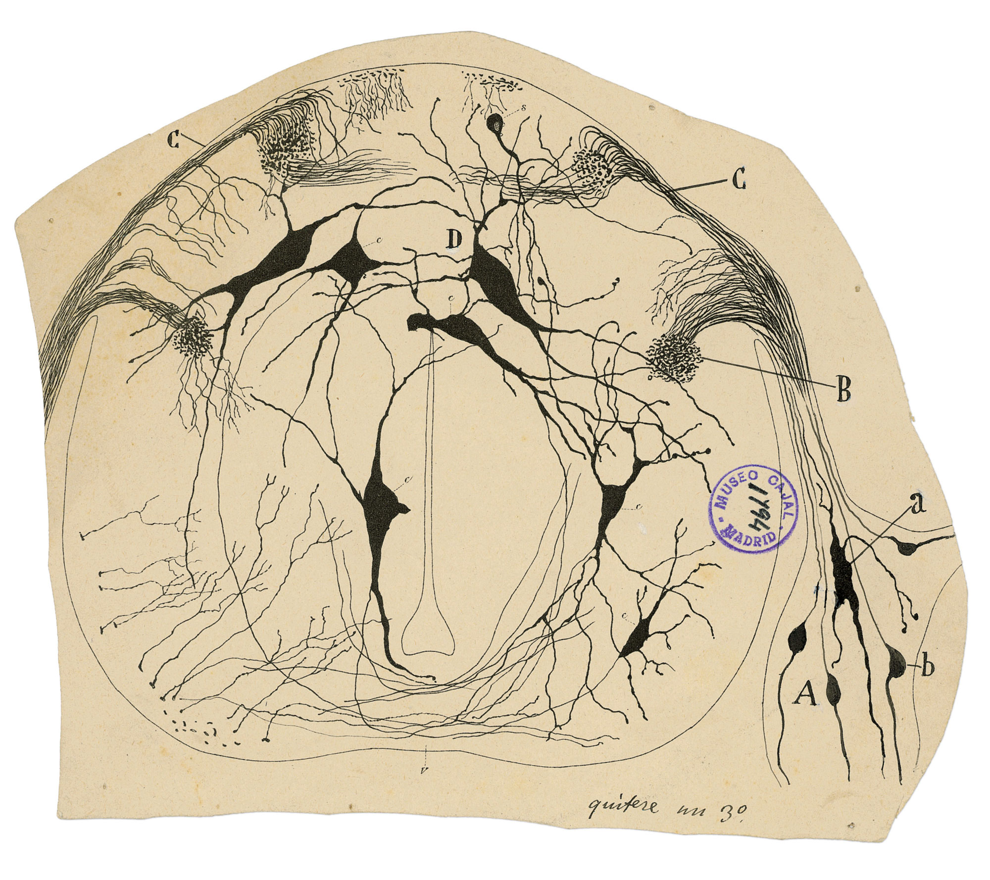 Neuron drawings by Santiago Ramón y Cajal