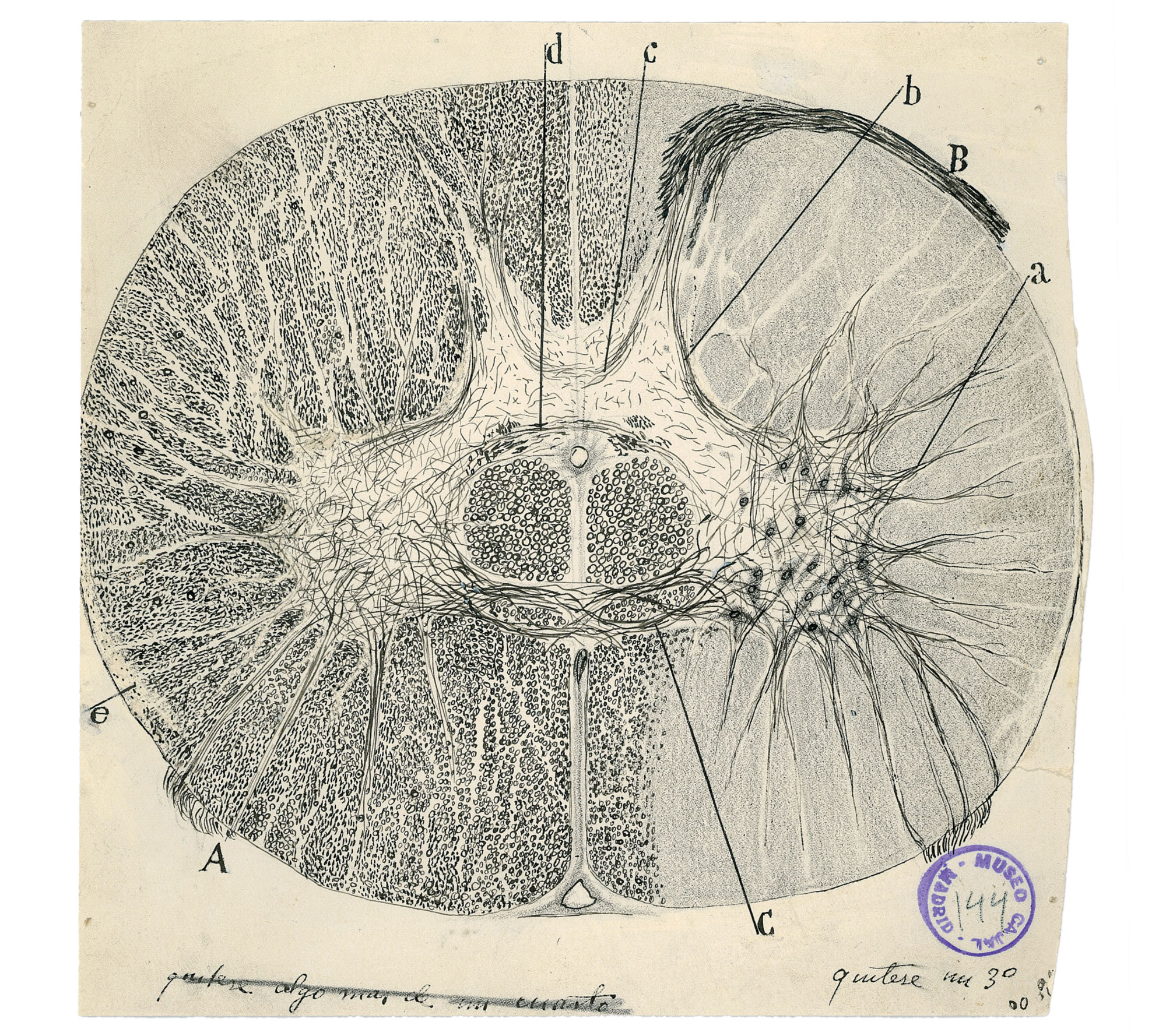 Neuron drawings by Santiago Ramón y Cajal