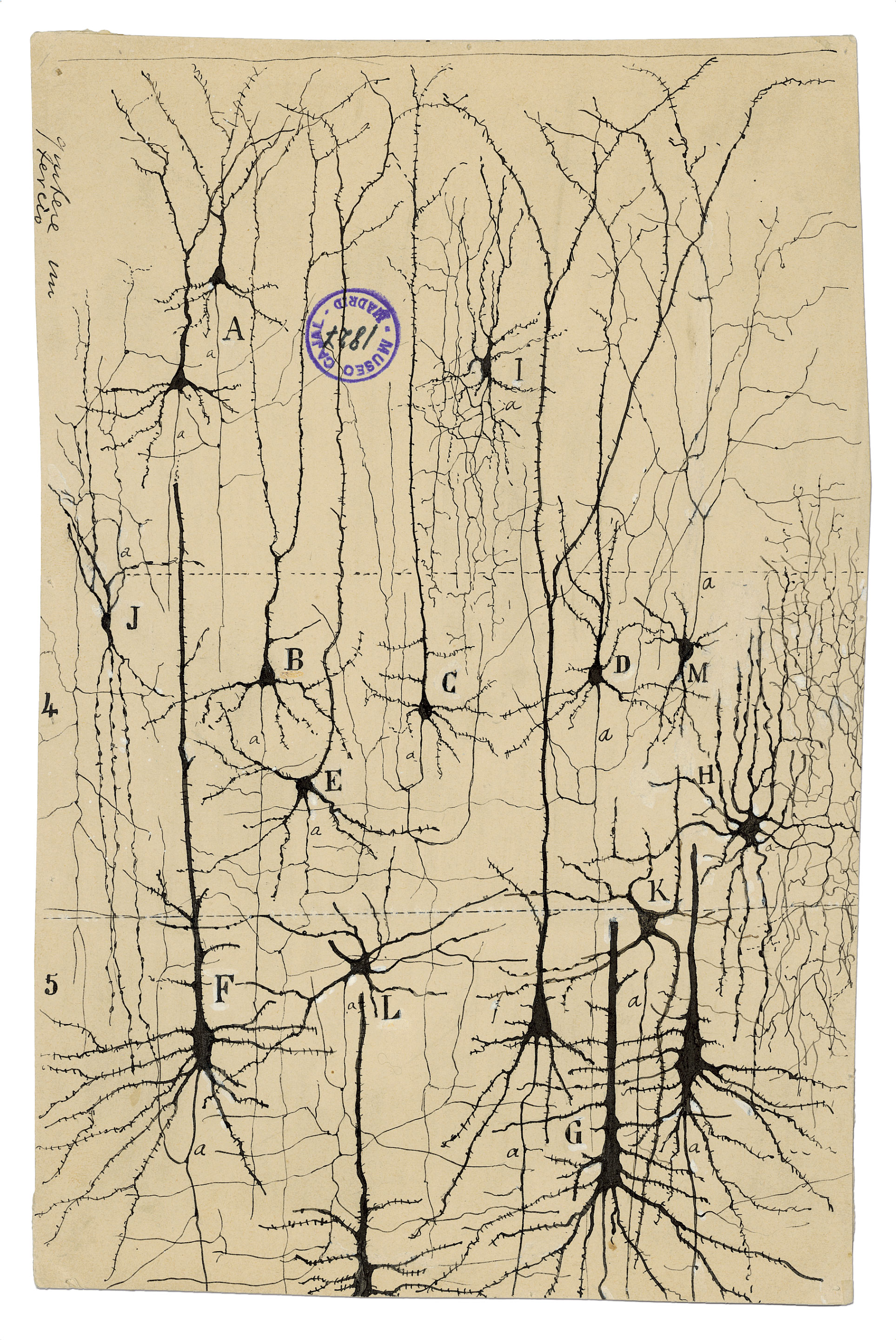 Neuron drawings by Santiago Ramón y Cajal