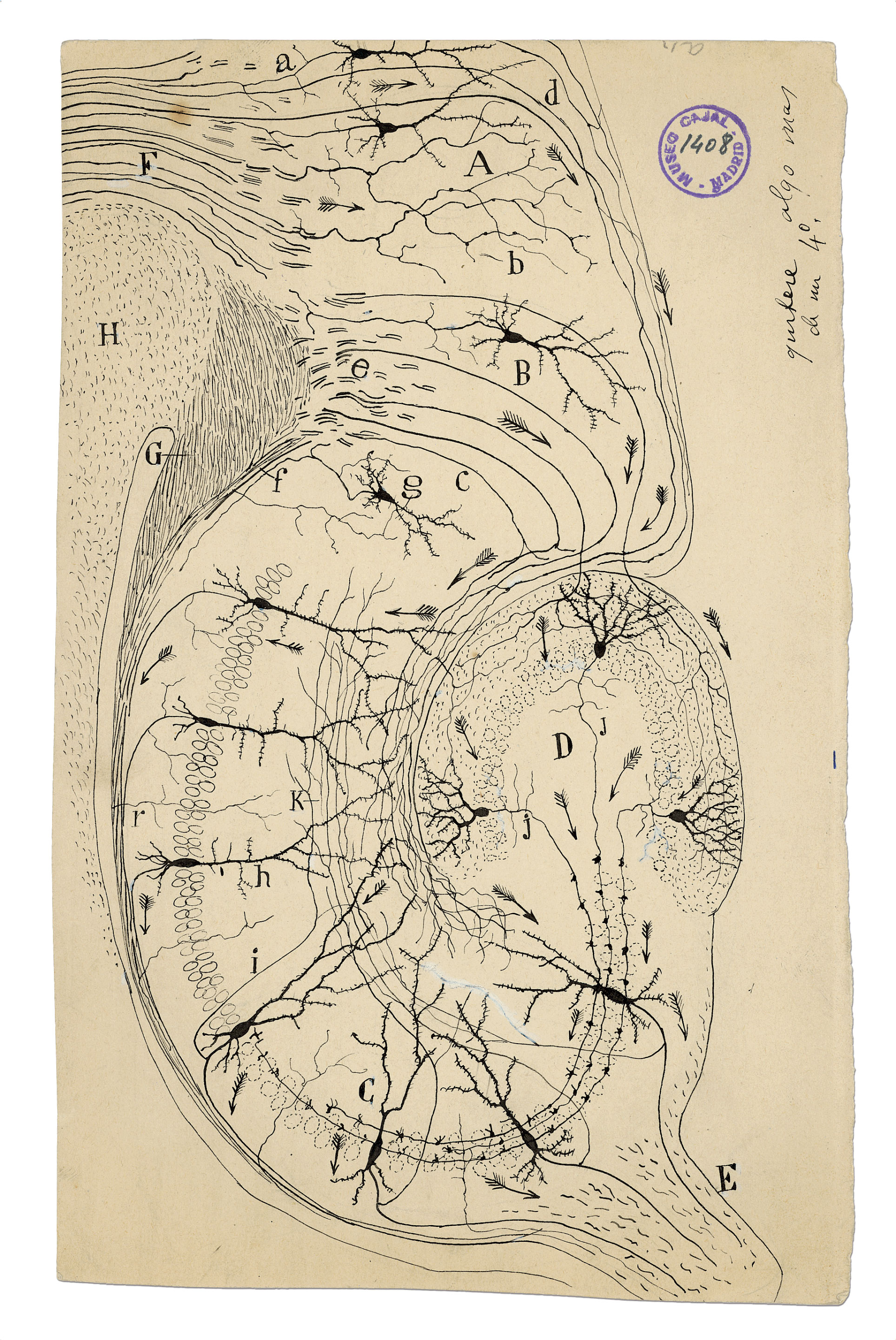 Neuron drawings by Santiago Ramón y Cajal