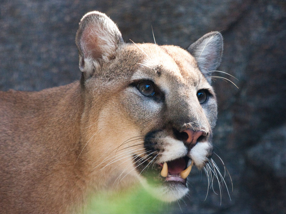 Mountain lion and California bob cat