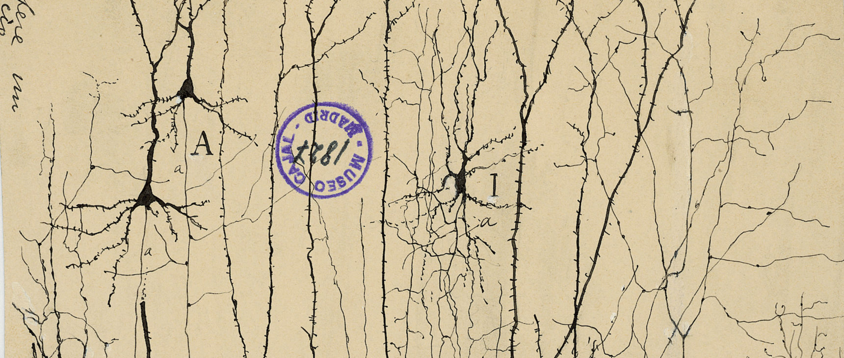 Neuron drawings by Santiago Ramón y Cajal