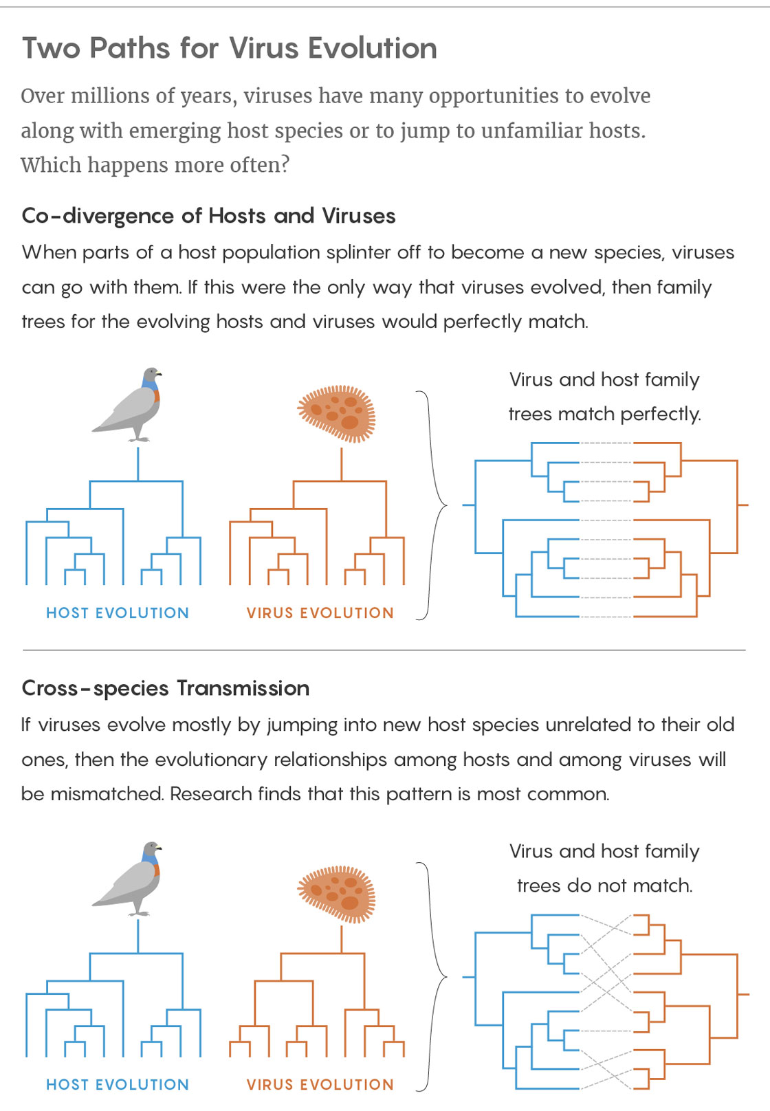 Two paths for virus evolution