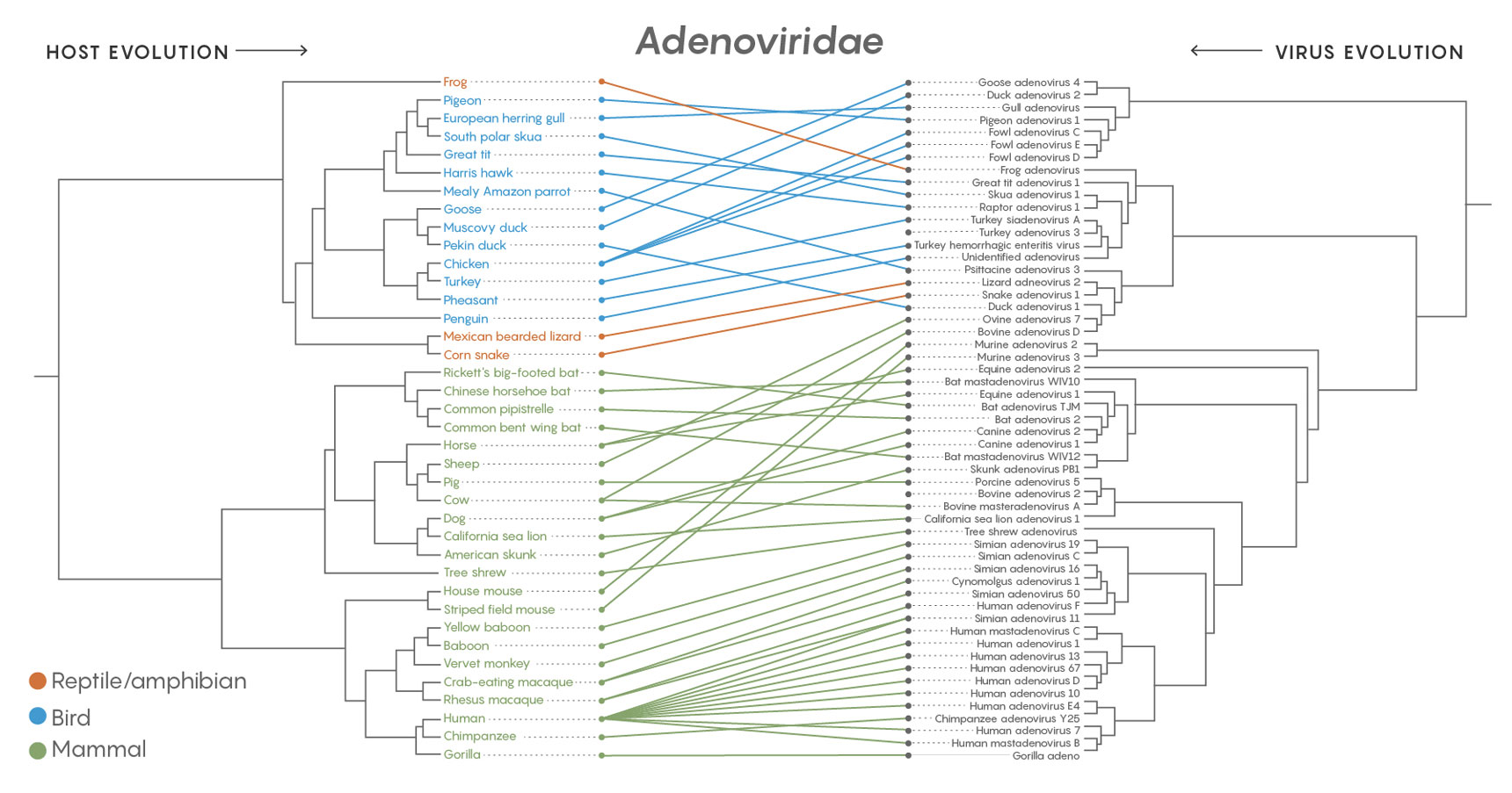 Adenoviridae