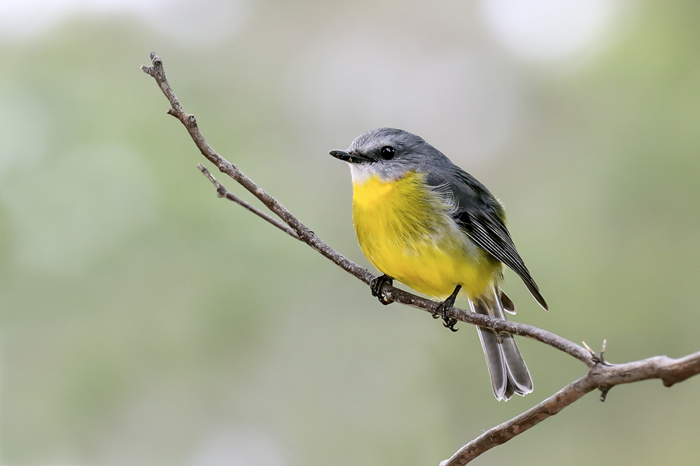 Eastern Yellow Robin